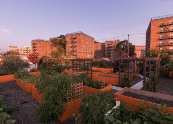 From the Ground Up: A Petition to Protect New York City’s Community Gardens
